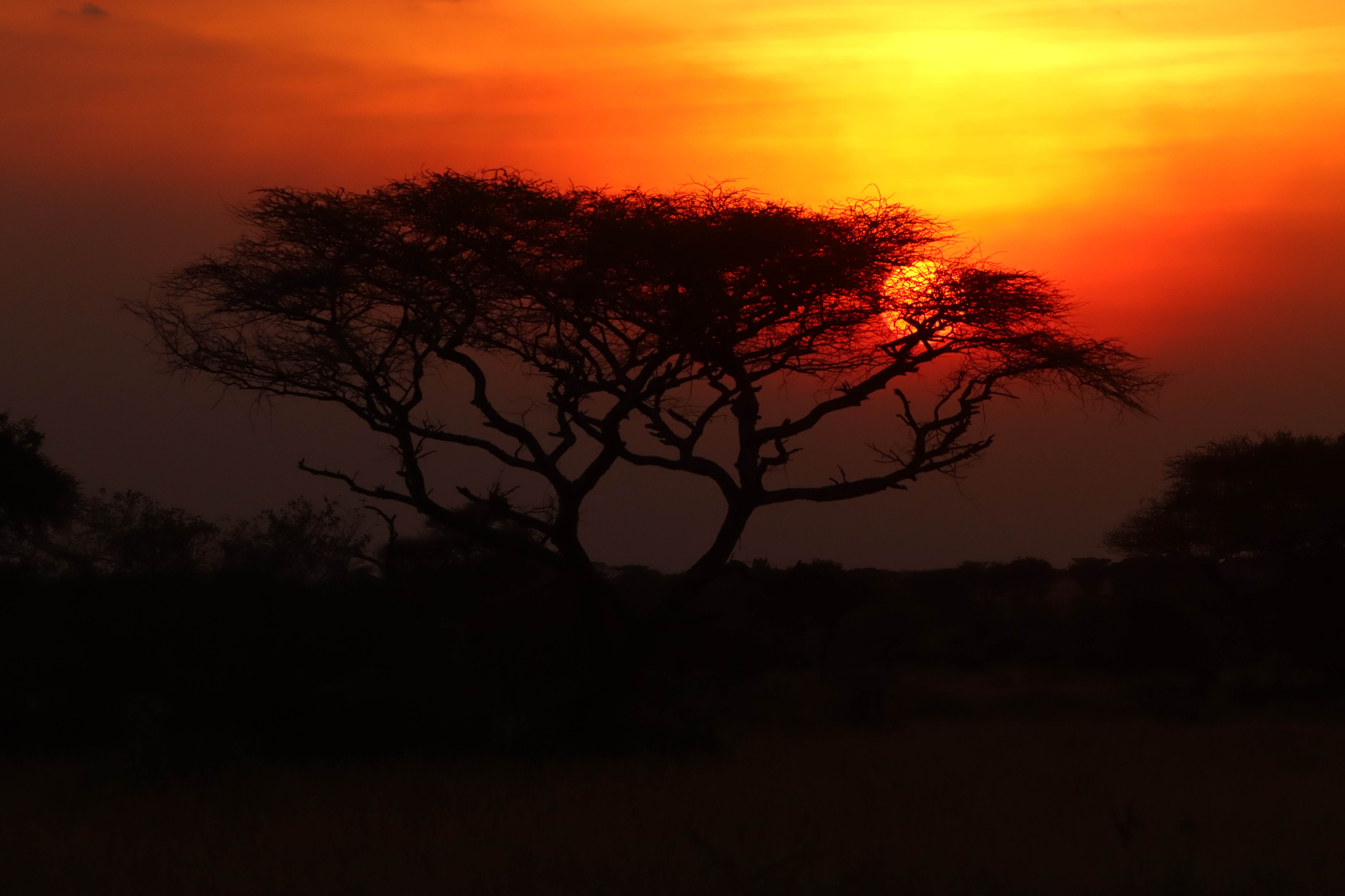 African sunset over the savanna