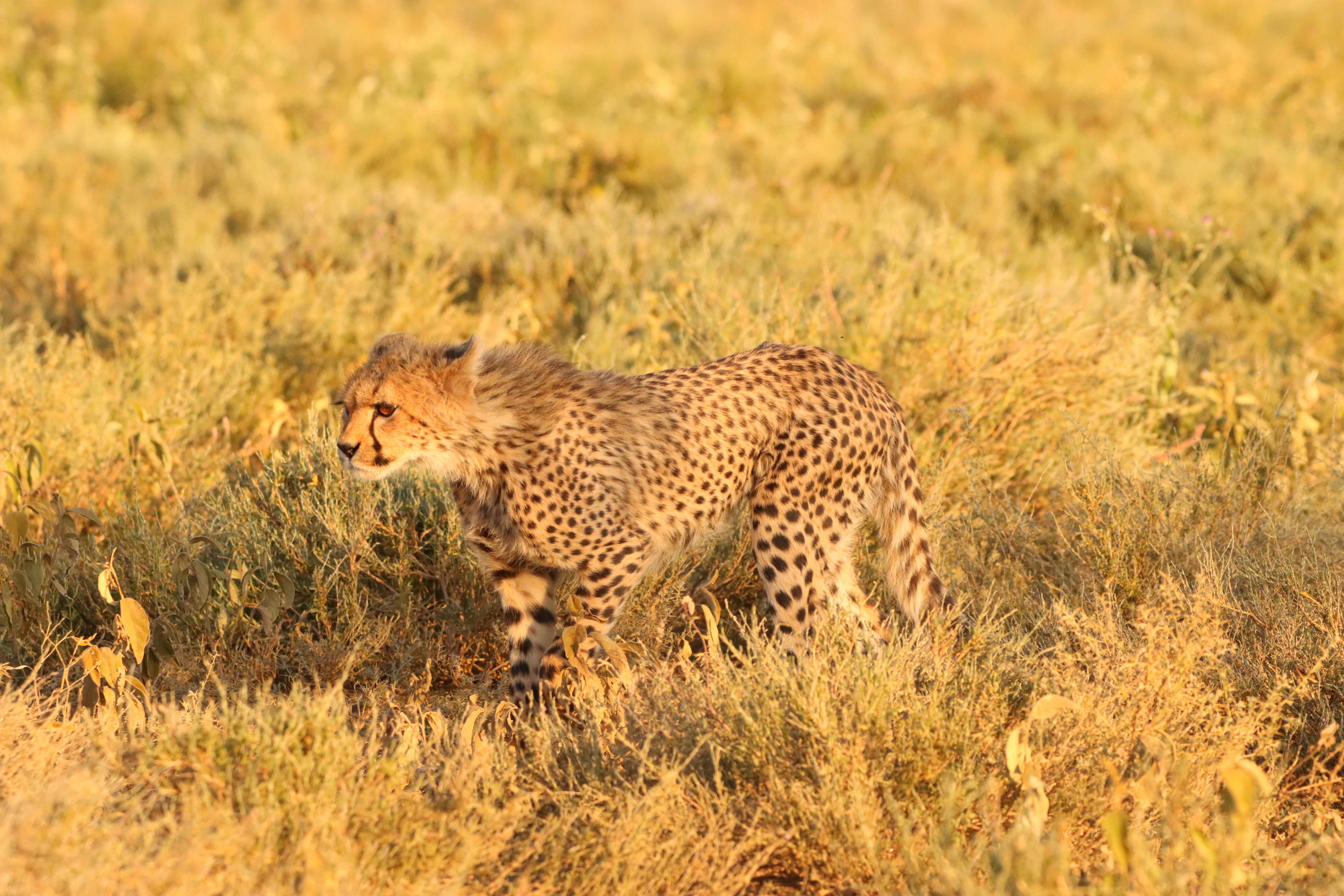 Cheetah in the African wilderness