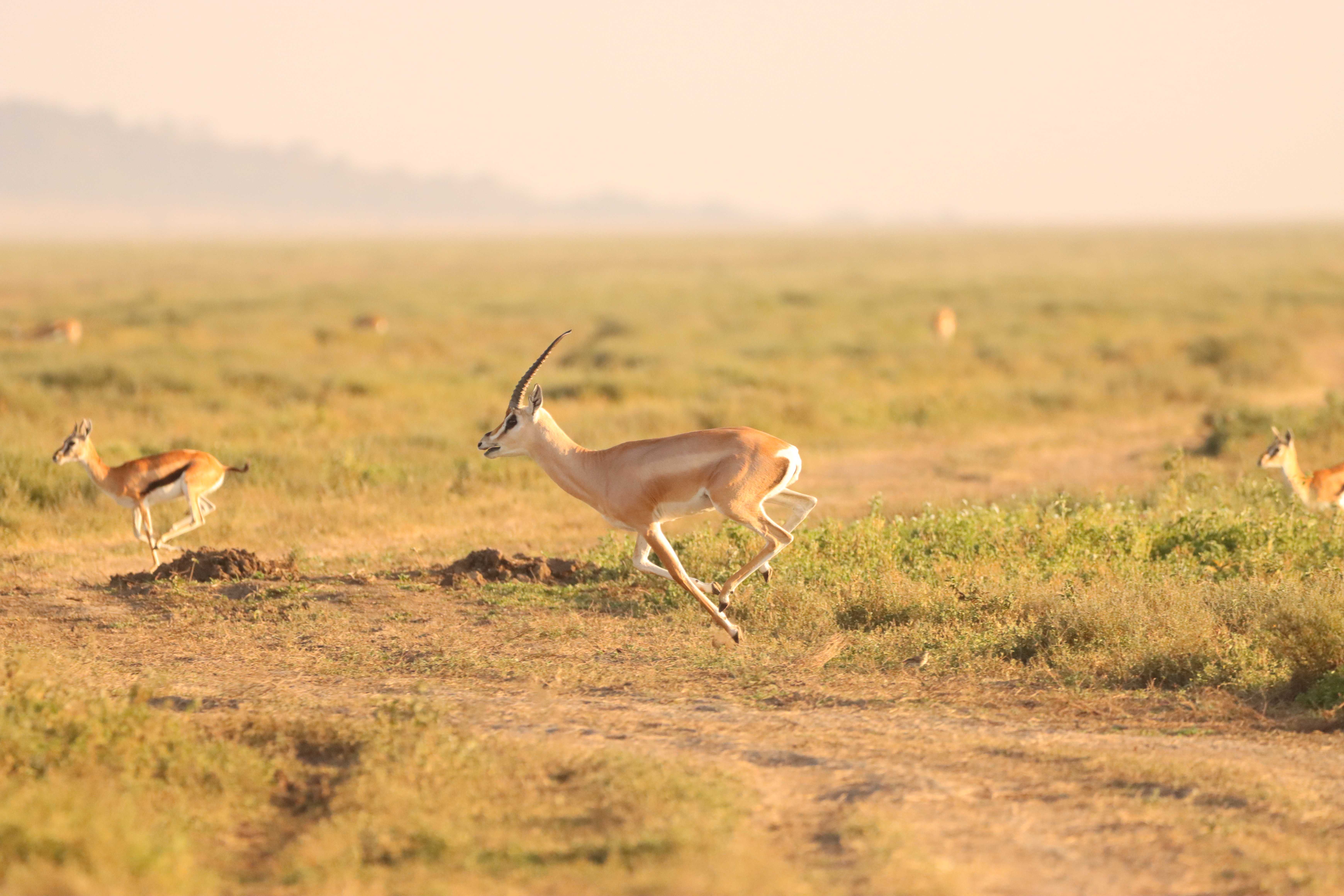 Simbavati Musabi Plains gallery 4